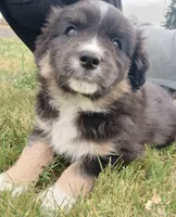 Amber, a female Australian Shepherd for sale in Rochester, WA – 1 of 1