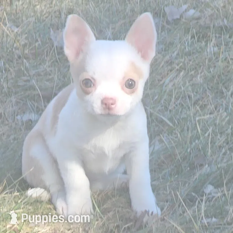 Athena – Chihuahua puppy for sale in Saginaw Township North, MI