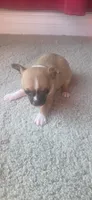 Tiny, a female Chihuahua for sale in Saginaw Township North, MI – 2 of 3