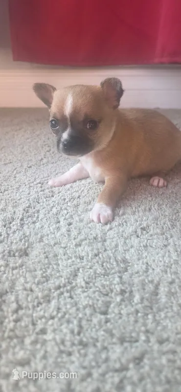 Tiny – Chihuahua puppy for sale in Saginaw Township North, MI