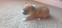 Tiny, a female Chihuahua for sale in Saginaw Township North, MI – 3 of 3