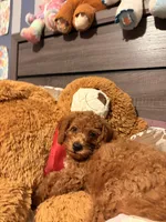 Milo, a male Poodle - Miniature  for sale in Worcester, MA – 2 of 4