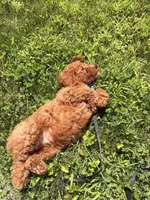 Milo, a male Poodle - Miniature  for sale in Worcester, MA – 4 of 4