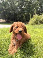 Milo, a male Poodle - Miniature  for sale in Worcester, MA – 3 of 4