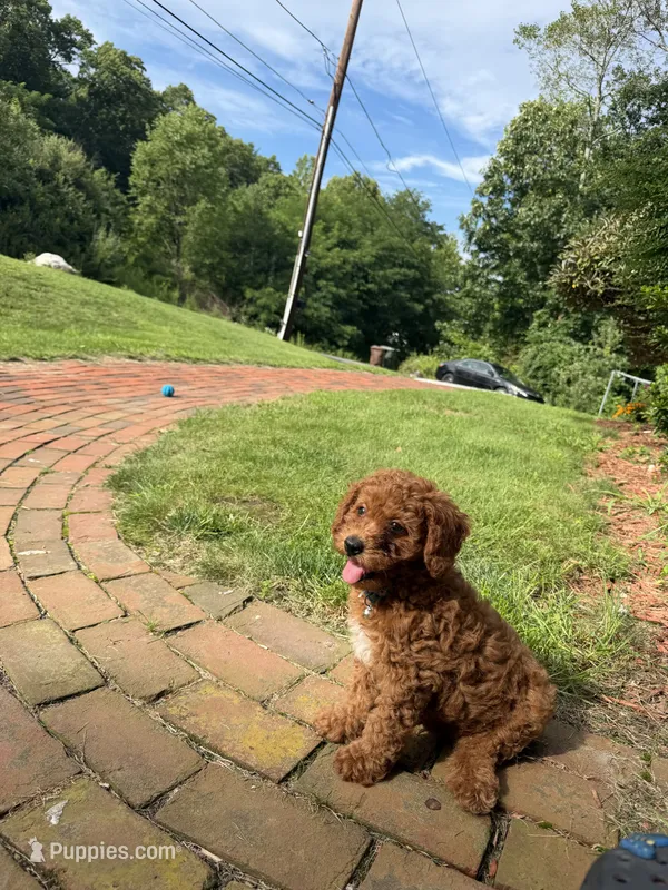 Milo – Poodle - Miniature  puppy for sale in Worcester, MA