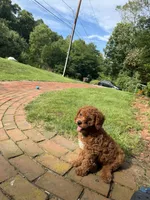 Milo, a male Poodle - Miniature  for sale in Worcester, MA – 1 of 4