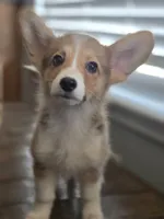 Enzo, a male Pembroke Welsh Corgi for sale in Tomball, TX – 1 of 1