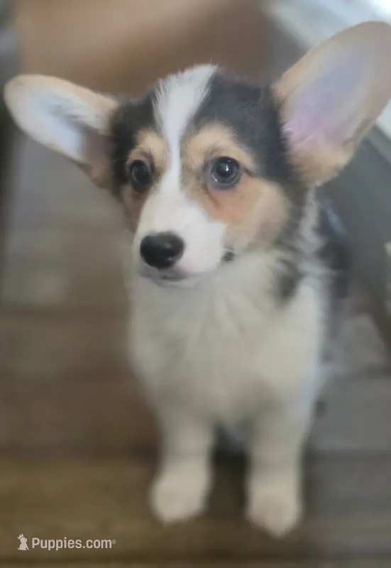 Smore – Pembroke Welsh Corgi puppy for sale in Tomball, TX