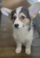 Smore, a male Pembroke Welsh Corgi for sale in Tomball, TX – 1 of 1