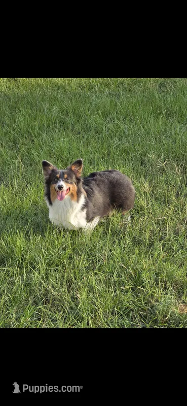 Barbie – Pembroke Welsh Corgi puppy for sale in Tomball, TX