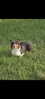 Barbie, a female Pembroke Welsh Corgi for sale in Tomball, TX – 1 of 2