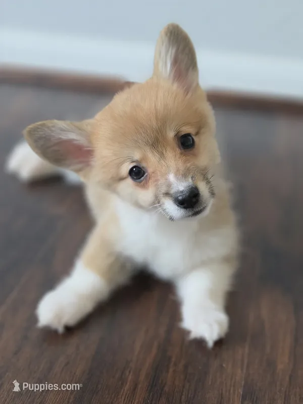 Biscuit – Pembroke Welsh Corgi puppy for sale in Tomball, TX