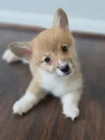 Biscuit, a male Pembroke Welsh Corgi for sale in Tomball, TX – 1 of 1