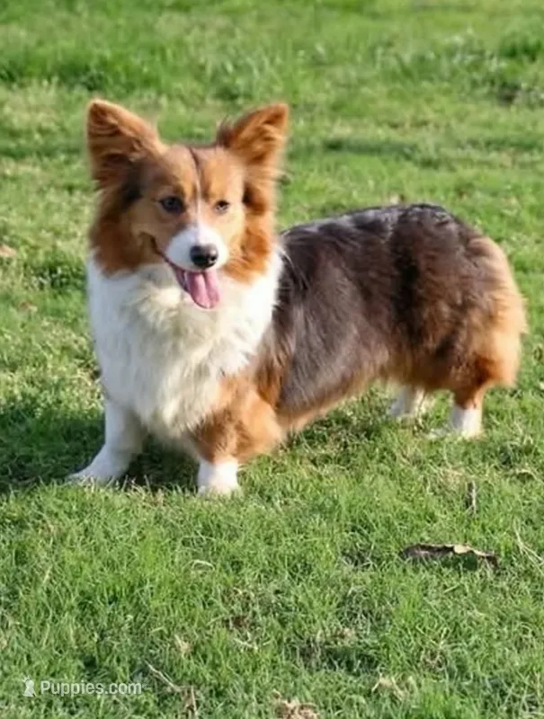 Gypsy – Pembroke Welsh Corgi puppy for sale in Tomball, TX
