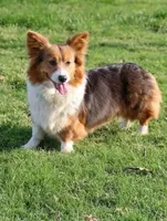 Gypsy, a female Pembroke Welsh Corgi for sale in Tomball, TX – 1 of 1