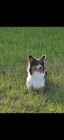 Barbie, a female Pembroke Welsh Corgi for sale in Tomball, TX – 2 of 2