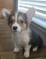 Knight, a male Pembroke Welsh Corgi for sale in Tomball, TX – 1 of 1