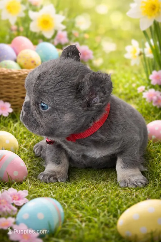 Tommy – French Bulldog puppy for sale in Fort Lauderdale, FL