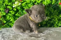 Tommy, a male French Bulldog for sale in Fort Lauderdale, FL – Photo 4 of 5