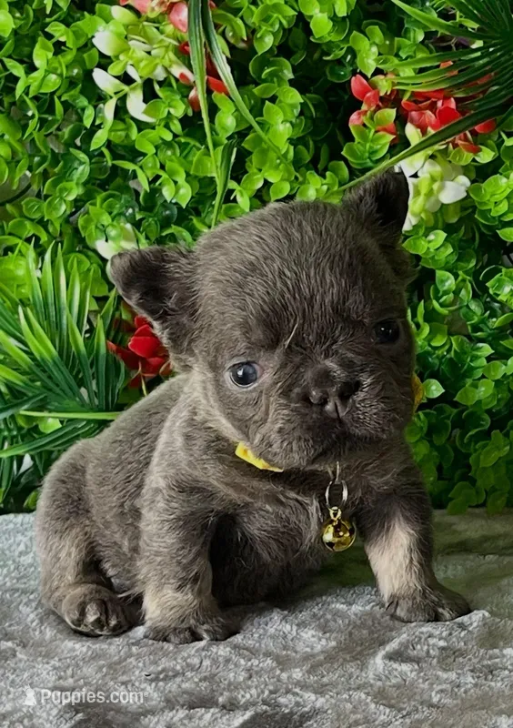 Tommy – French Bulldog puppy for sale in Fort Lauderdale, FL