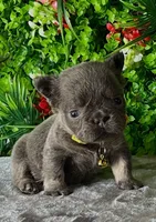 Tommy, a male French Bulldog for sale in Fort Lauderdale, FL – Photo 1 of 5