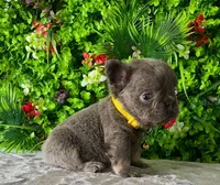 Tommy, a male French Bulldog for sale in Fort Lauderdale, FL – Photo 3 of 5