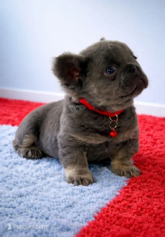 Tommy – French Bulldog puppy for sale in Fort Lauderdale, FL