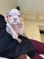 Rey, a male English Bulldog for sale in Fort Lauderdale, FL – 5 of 8