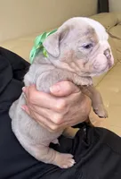 Max, a male English Bulldog for sale in Fort Lauderdale, FL – 2 of 7
