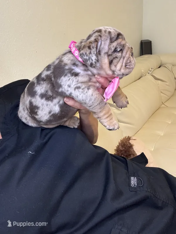 Shely – English Bulldog puppy for sale in Fort Lauderdale, FL