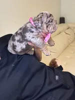 Shely, a female English Bulldog for sale in Fort Lauderdale, FL – 5 of 7