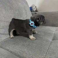 Lucky, a male French Bulldog for sale in Fort Lauderdale, FL – 2 of 4