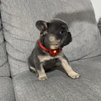 Gordy, a male French Bulldog for sale in Fort Lauderdale, FL – 3 of 4