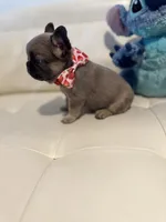 Charly, a male French Bulldog for sale in Fort Lauderdale, FL – 5 of 6