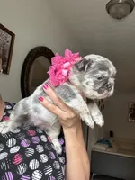 Chanel, a female French Bulldog for sale in Fort Lauderdale, FL – 6 of 7