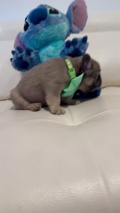 Charly, a male French Bulldog for sale in Fort Lauderdale, FL – 6 of 6