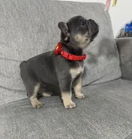 Gordy, a male French Bulldog for sale in Fort Lauderdale, FL – 2 of 4