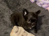 Chiky, a male French Bulldog for sale in Fort Lauderdale, FL – 2 of 6