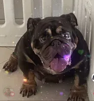 Shely, a female English Bulldog for sale in Fort Lauderdale, FL – 6 of 7
