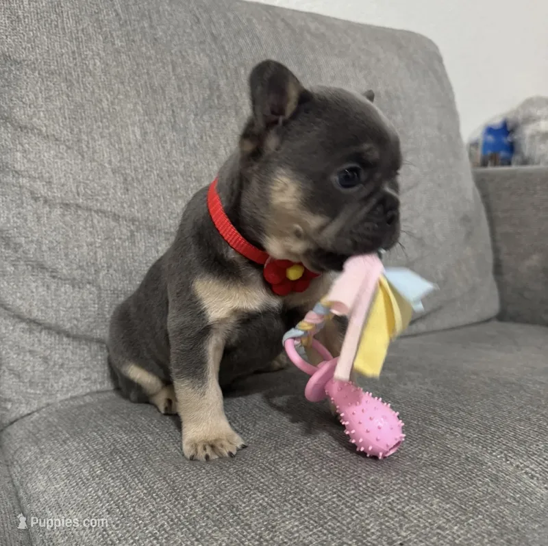 Gordy – French Bulldog puppy for sale in Fort Lauderdale, FL