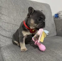 Gordy, a male French Bulldog for sale in Fort Lauderdale, FL – 1 of 4