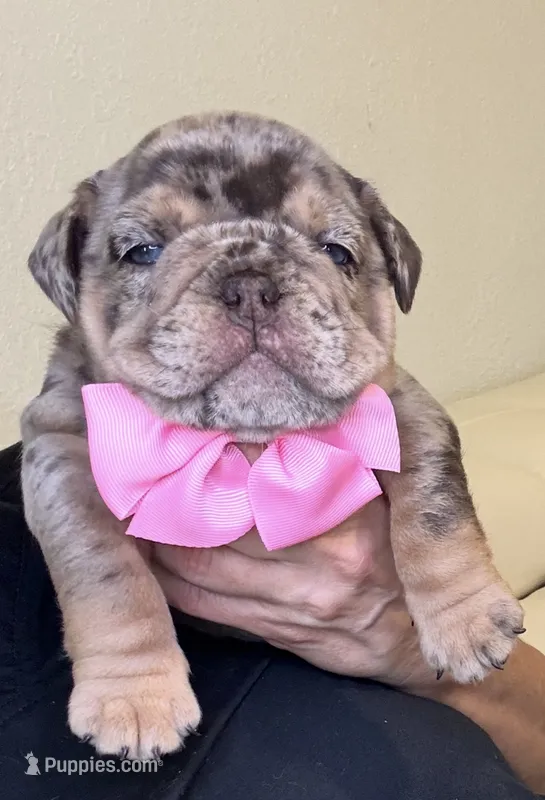 Shely – English Bulldog puppy for sale in Fort Lauderdale, FL
