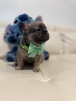 Charly, a male French Bulldog for sale in Fort Lauderdale, FL – 2 of 6