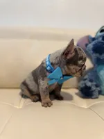 Polo, a male French Bulldog for sale in Fort Lauderdale, FL – 3 of 7