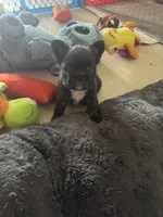 Chiky, a male French Bulldog for sale in Fort Lauderdale, FL – 6 of 6