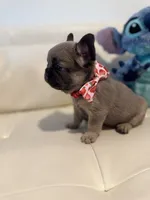 Charly, a male French Bulldog for sale in Fort Lauderdale, FL – 4 of 6