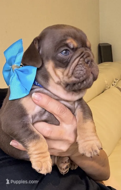 Choco – English Bulldog puppy for sale in Fort Lauderdale, FL
