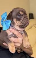 Choco, a male English Bulldog for sale in Fort Lauderdale, FL – 1 of 7