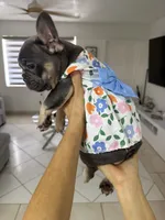 Laly, a female French Bulldog for sale in Fort Lauderdale, FL – 5 of 6