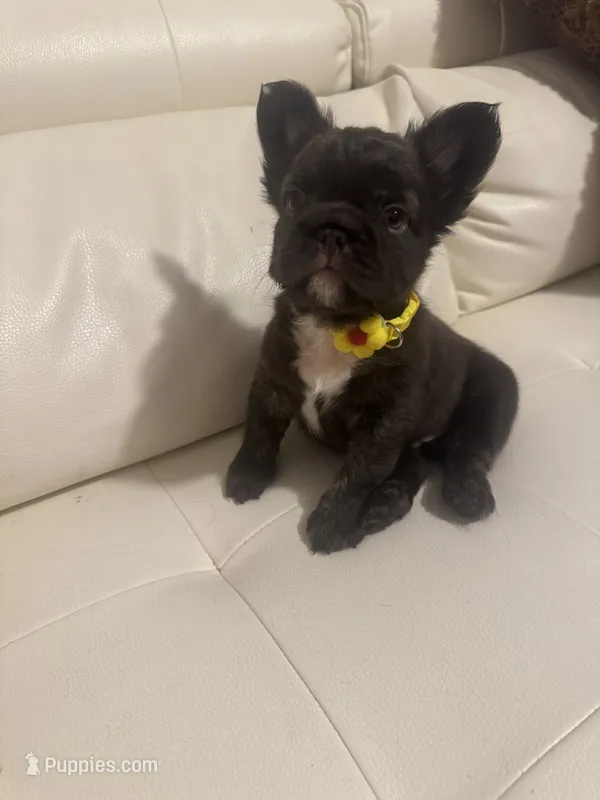 Chiky – French Bulldog puppy for sale in Fort Lauderdale, FL